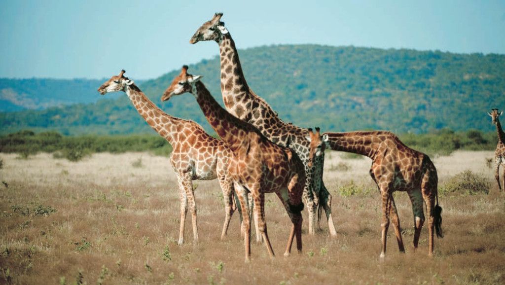 viaje a sudafrica jirafas