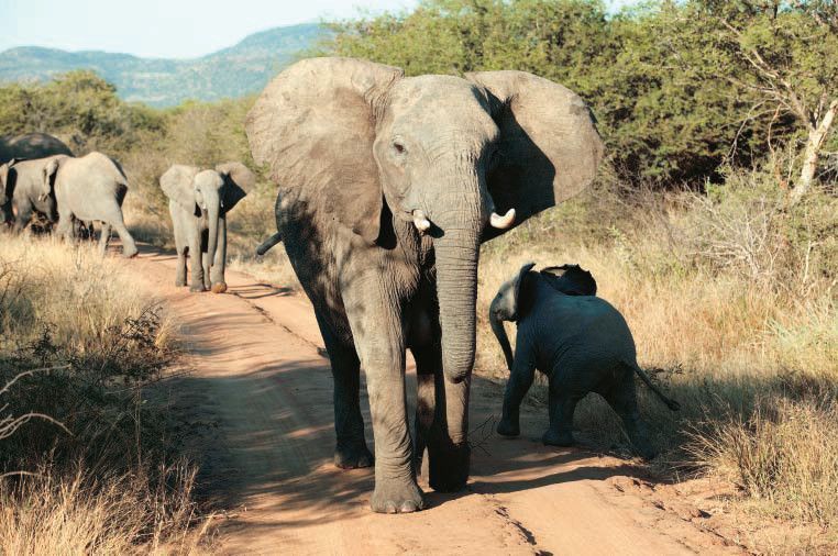 Viaje a Sudáfrica