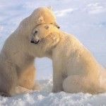 osos blancos abrazados