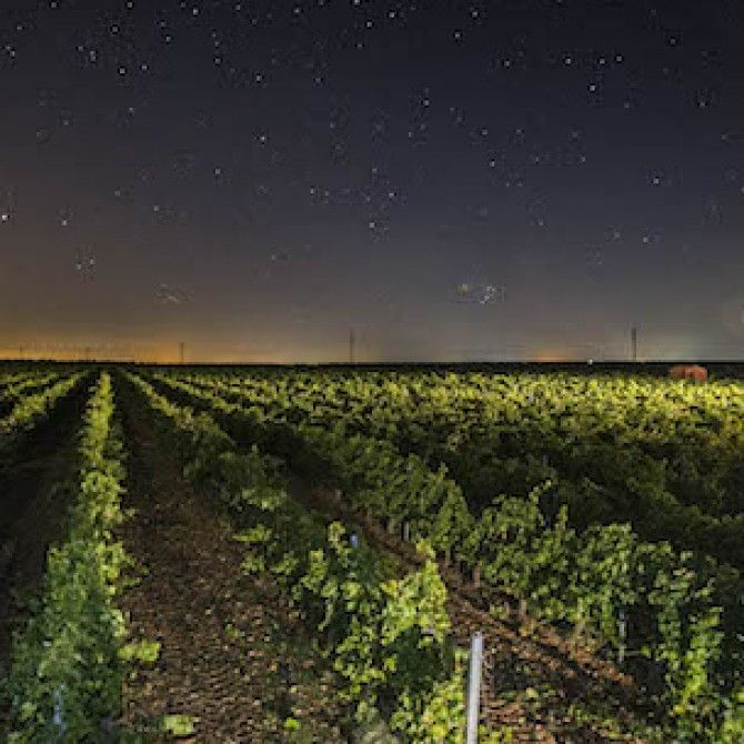 Vendimia nocturna en las Bodegas Aura