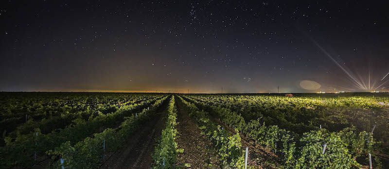 Vendimia nocturna en las Bodegas Aura
