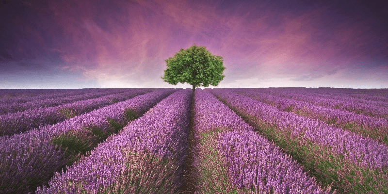 Brihuega se tiñe de lavanda