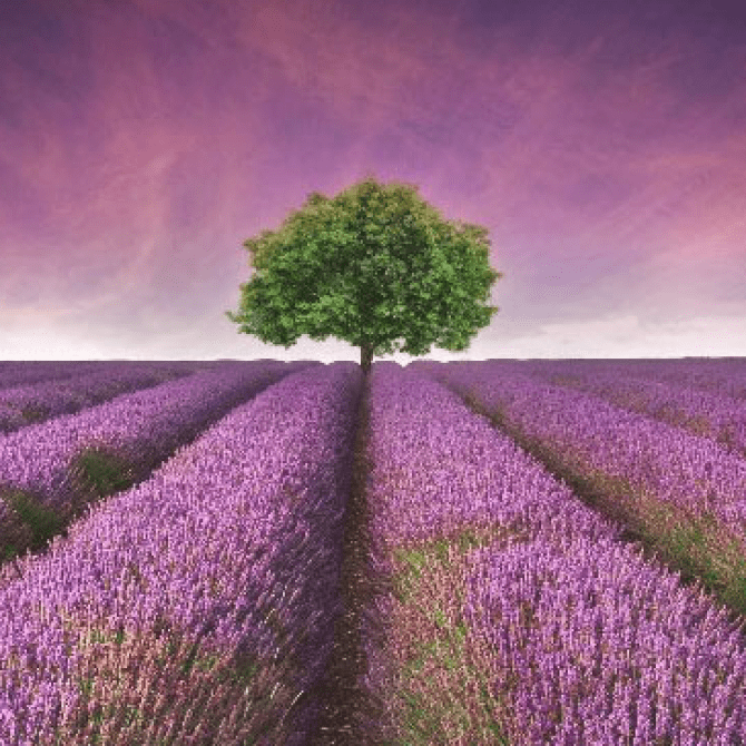 Brihuega se tiñe de lavanda