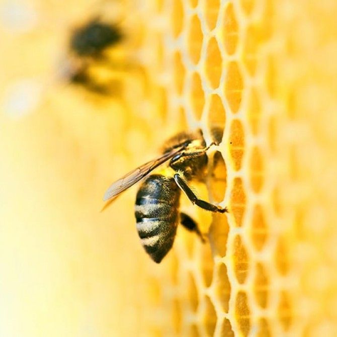 Celebra el día de la abeja apadrinando una colmena