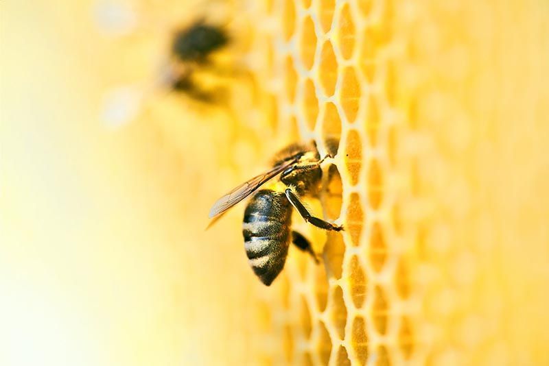 Celebra el día de la abeja apadrinando una colmena