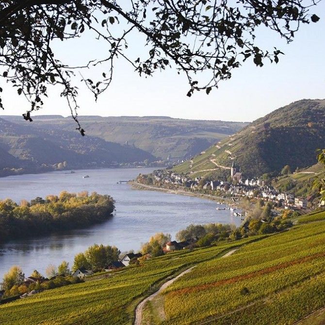 Los vinos del Rhin, el oro alemán
