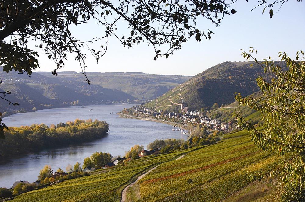 Los vinos del Rhin, el oro alemán