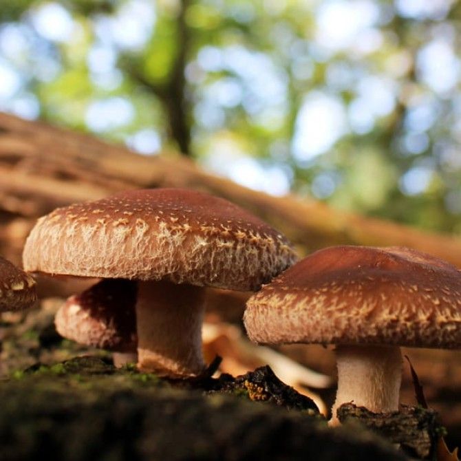 Hifas da Terra: los beneficios de los hongos medicinales.