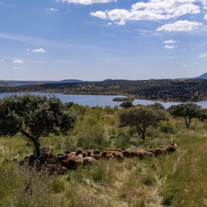 Las rutas de trashumancia de las merinas