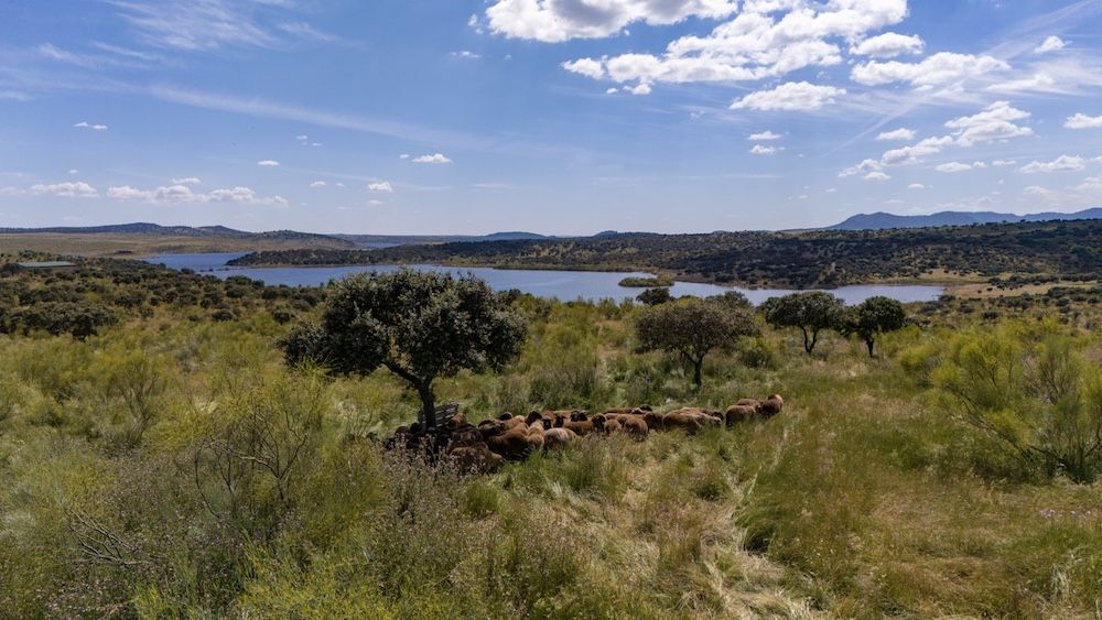 Las rutas de trashumancia de las merinas